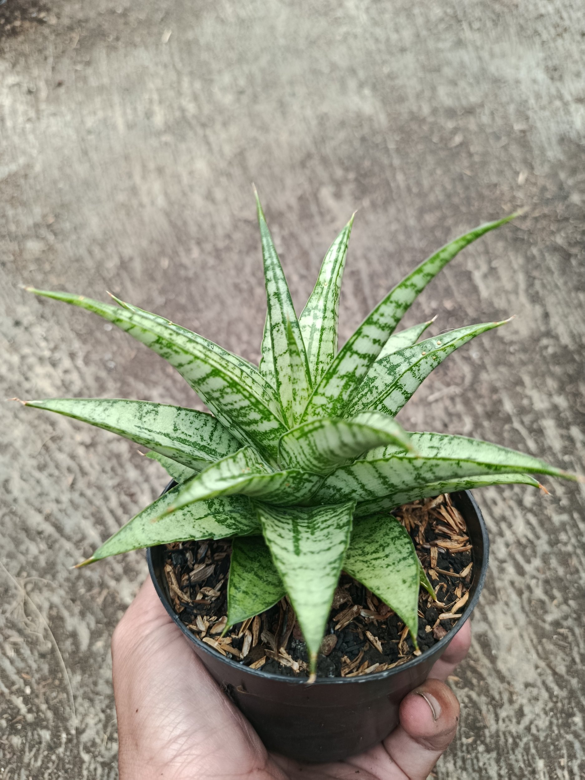 2317. Sanseveria Hybrid Gepeng - Image 6