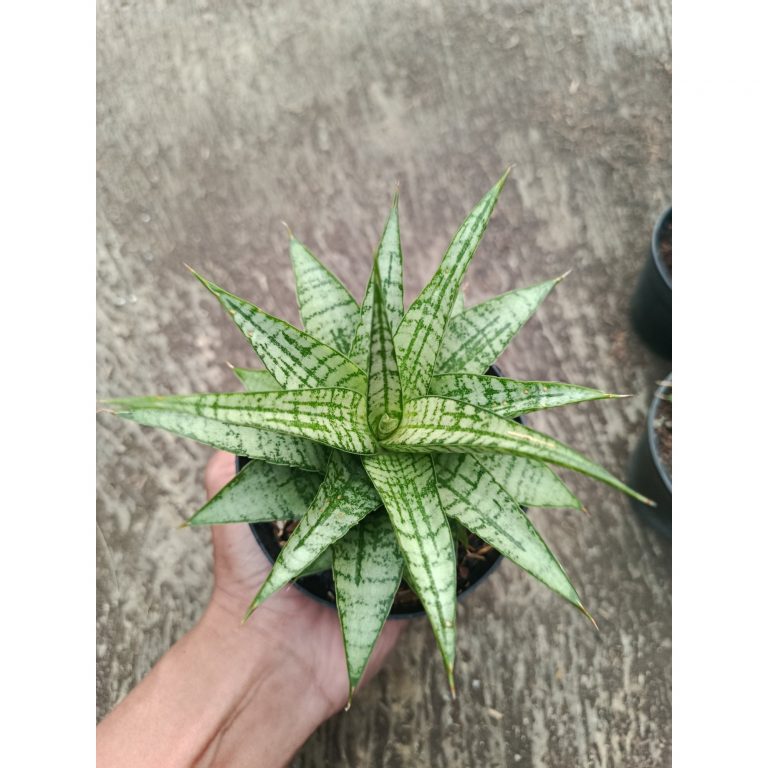 2317. Sanseveria Hybrid Gepeng