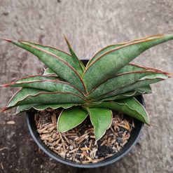 Alternative view of 2334. Sanseveria Hybrid Hanami