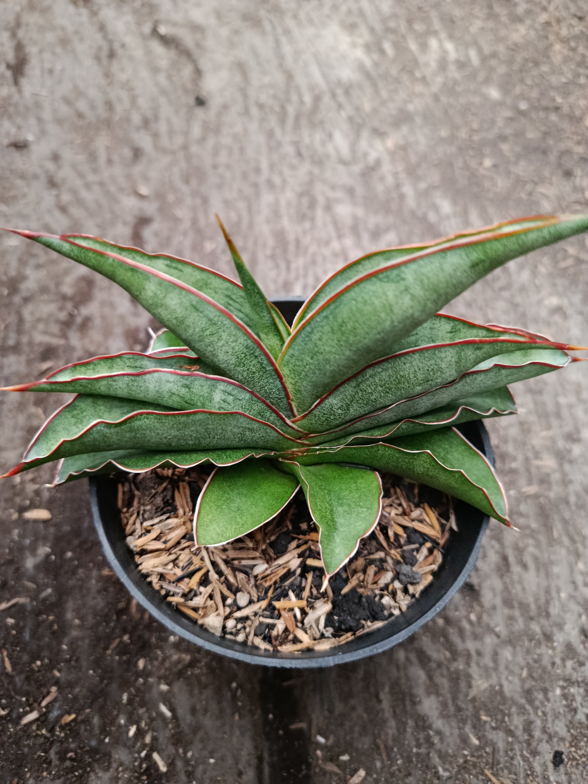 2334. Sanseveria Hybrid Hanami - Image 2