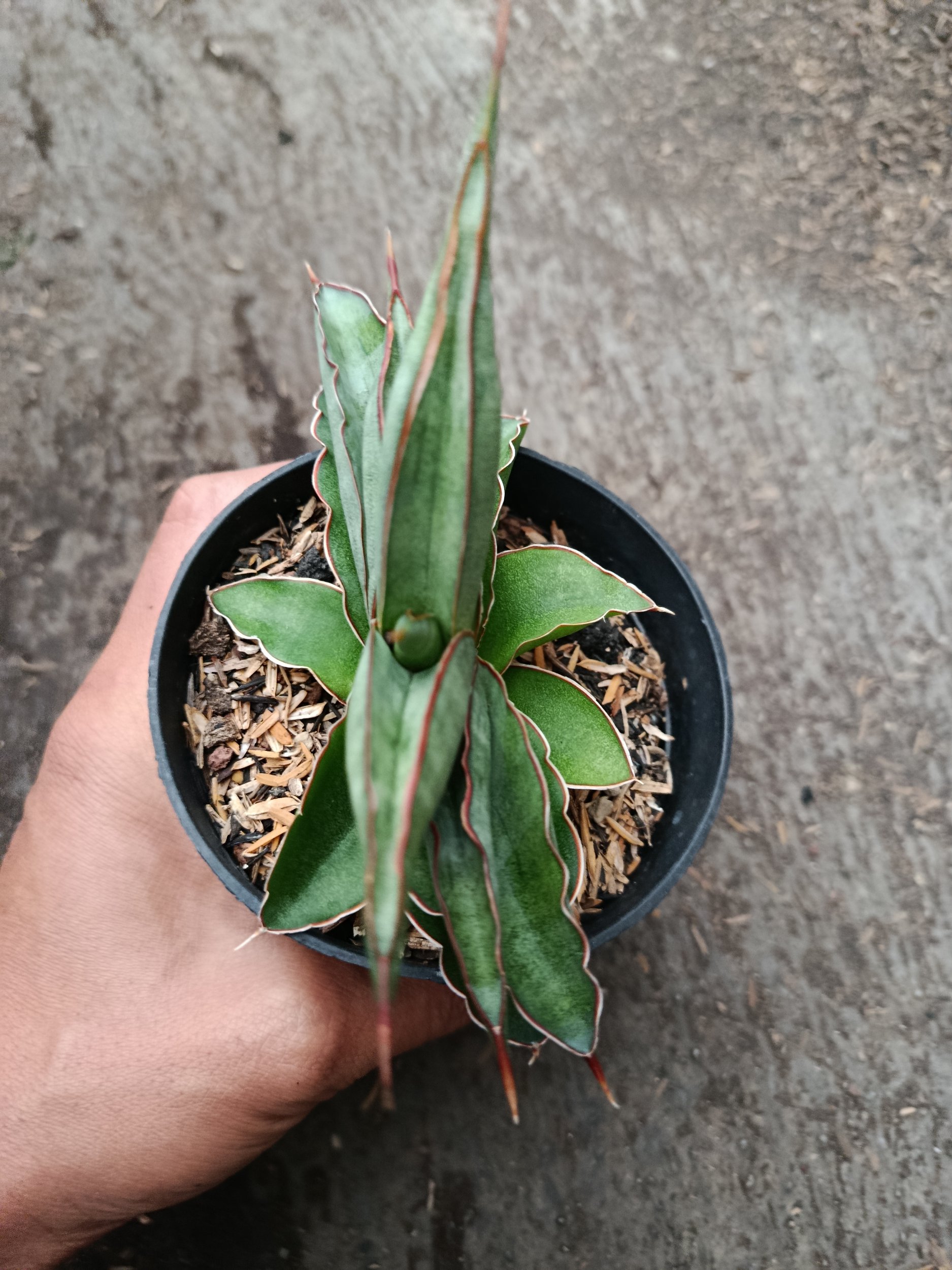 2334. Sanseveria Hybrid Hanami - Image 3