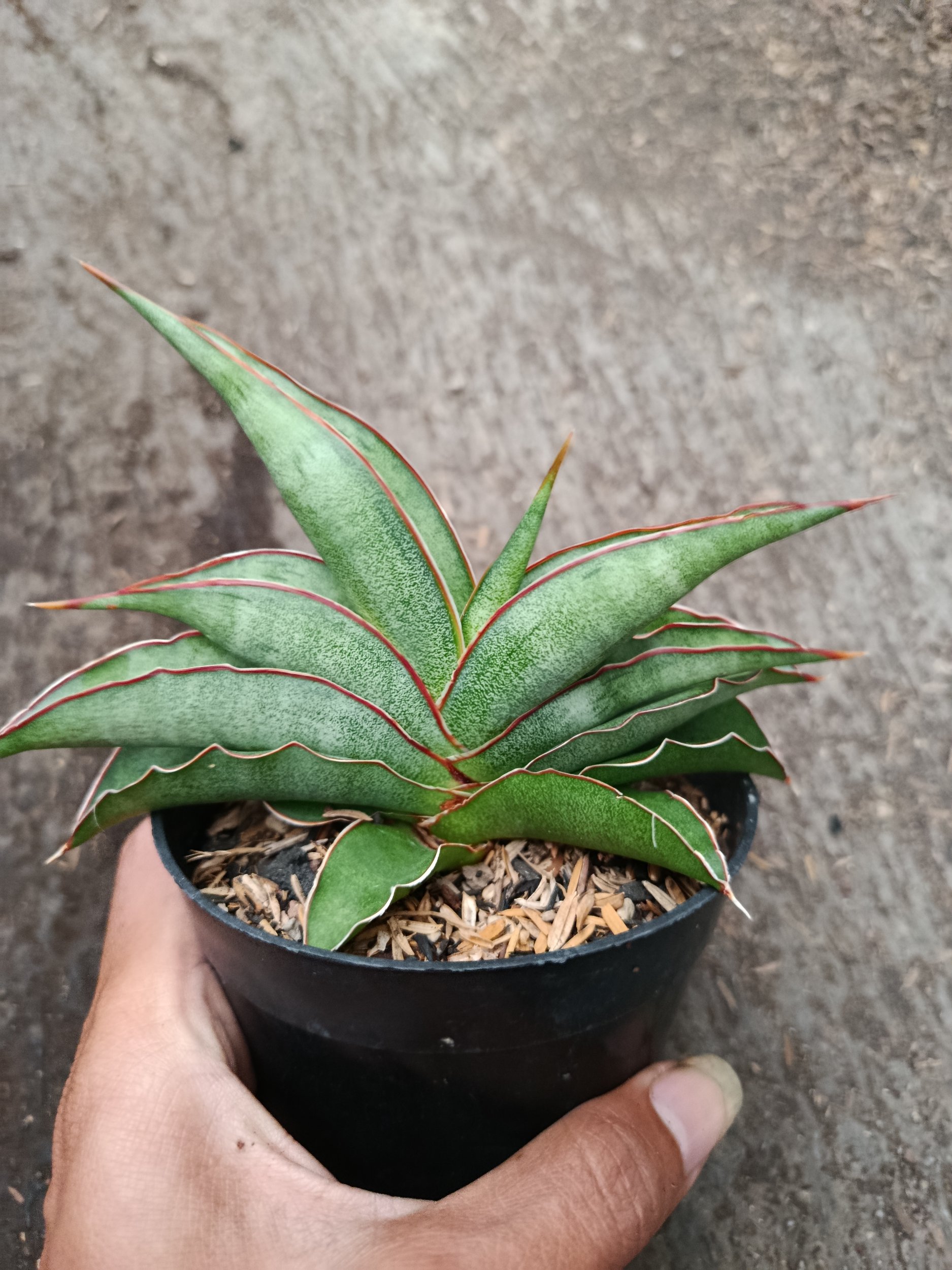 2334. Sanseveria Hybrid Hanami - Image 4