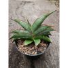 2334. Sanseveria Hybrid Hanami