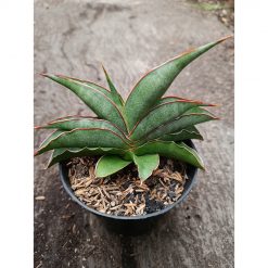 2334. Sanseveria Hybrid Hanami