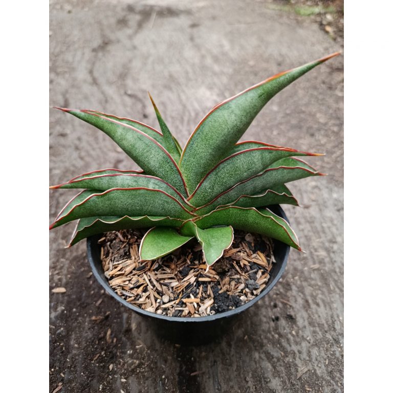 2334. Sanseveria Hybrid Hanami