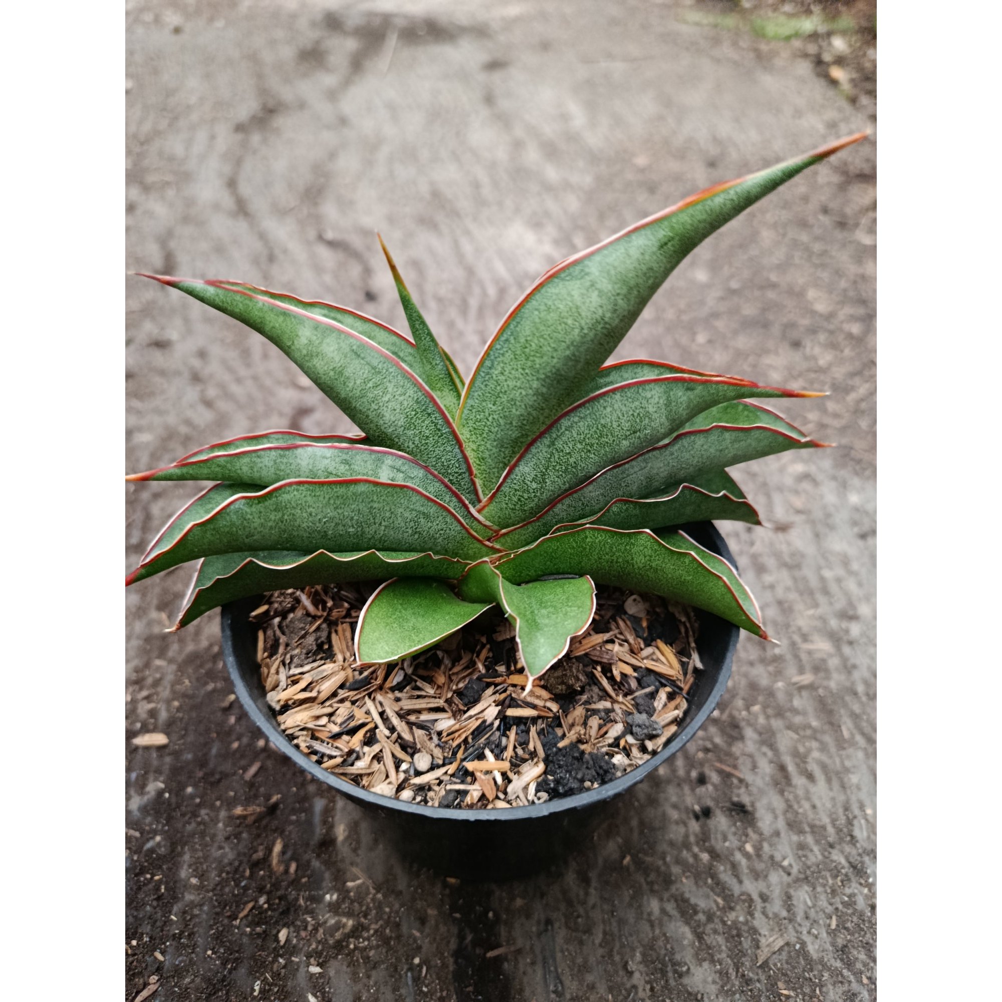 2334. Sanseveria Hybrid Hanami