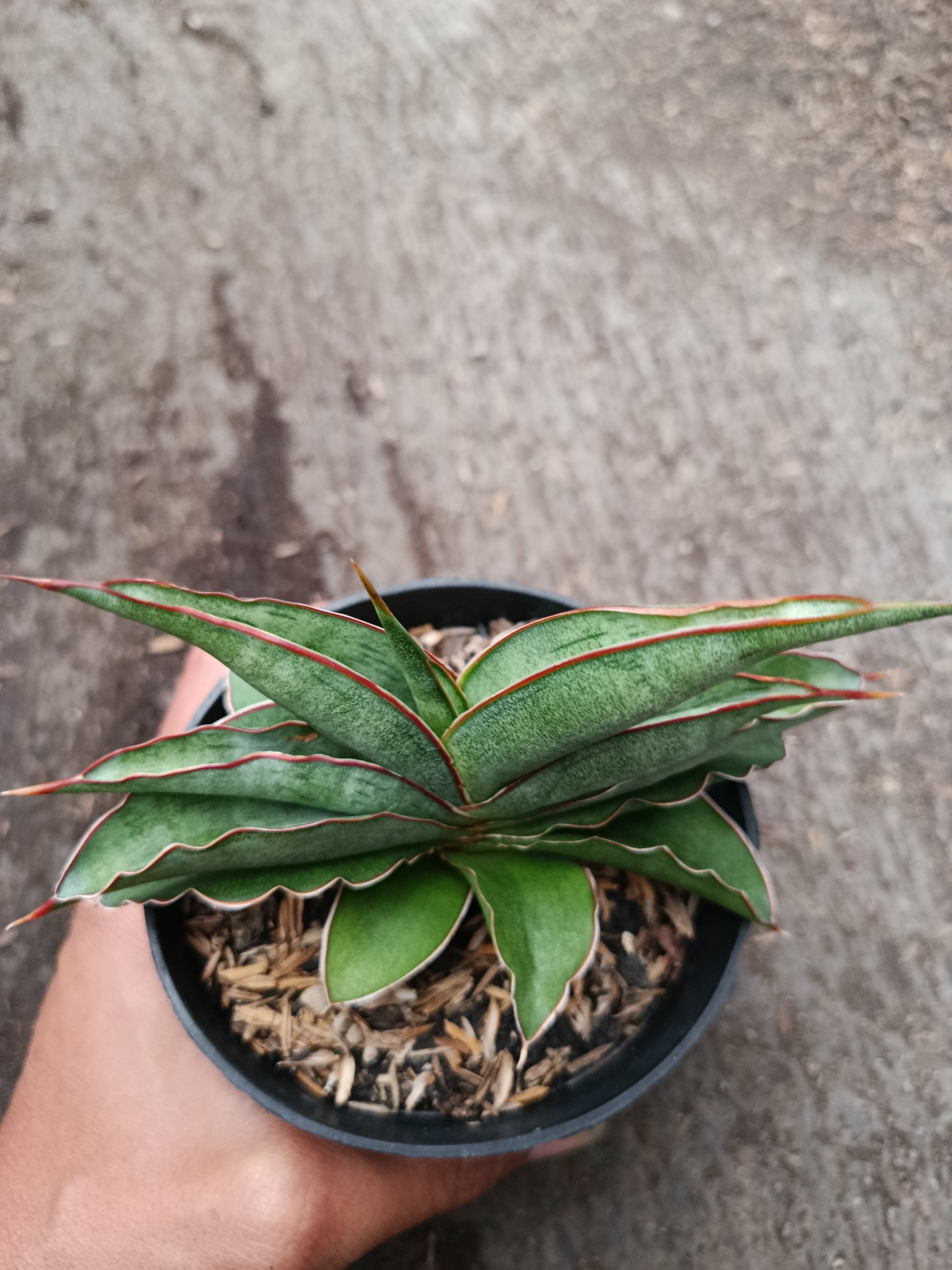 2334. Sanseveria Hybrid Hanami - Image 5