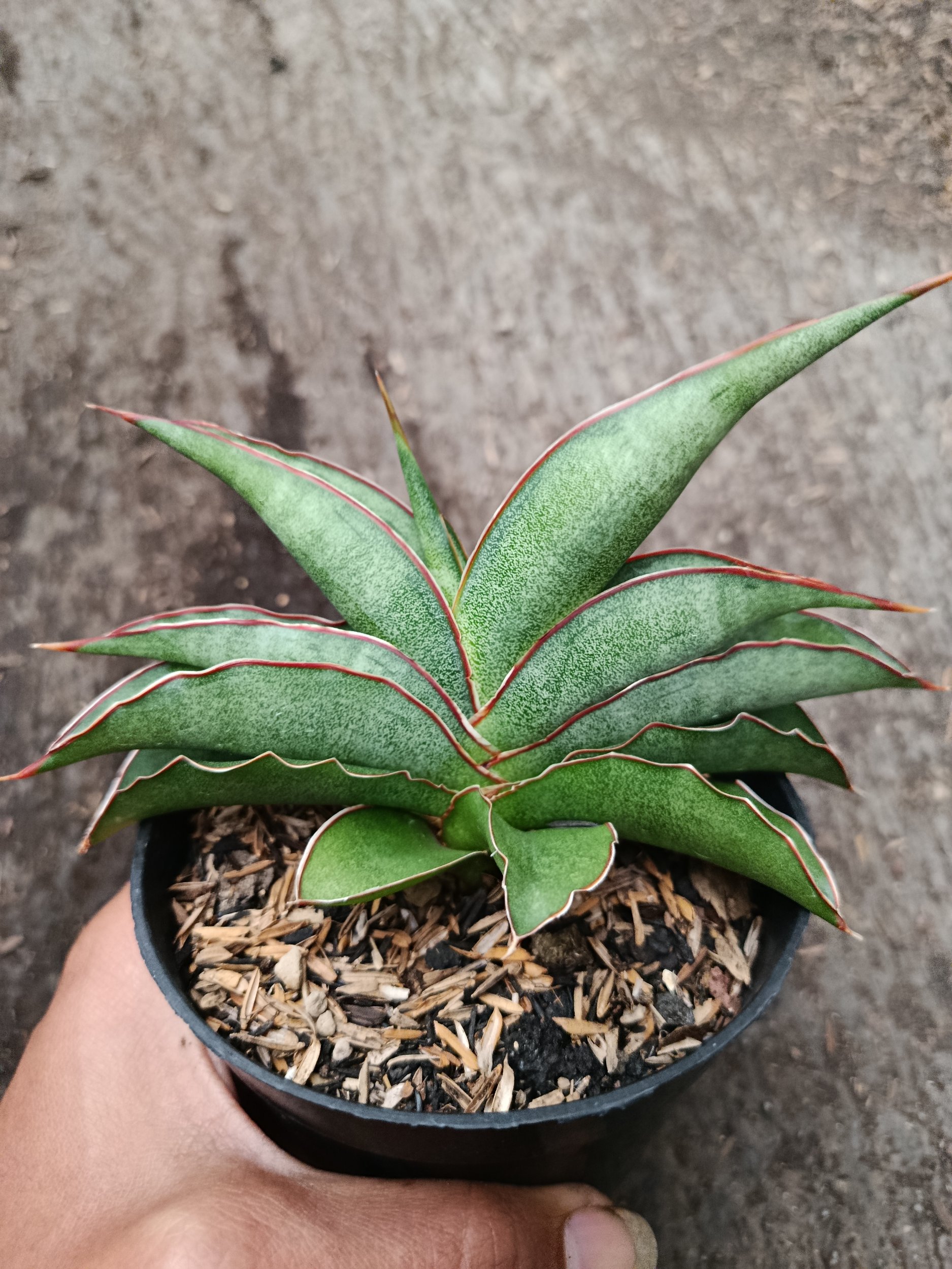 2334. Sanseveria Hybrid Hanami - Image 6