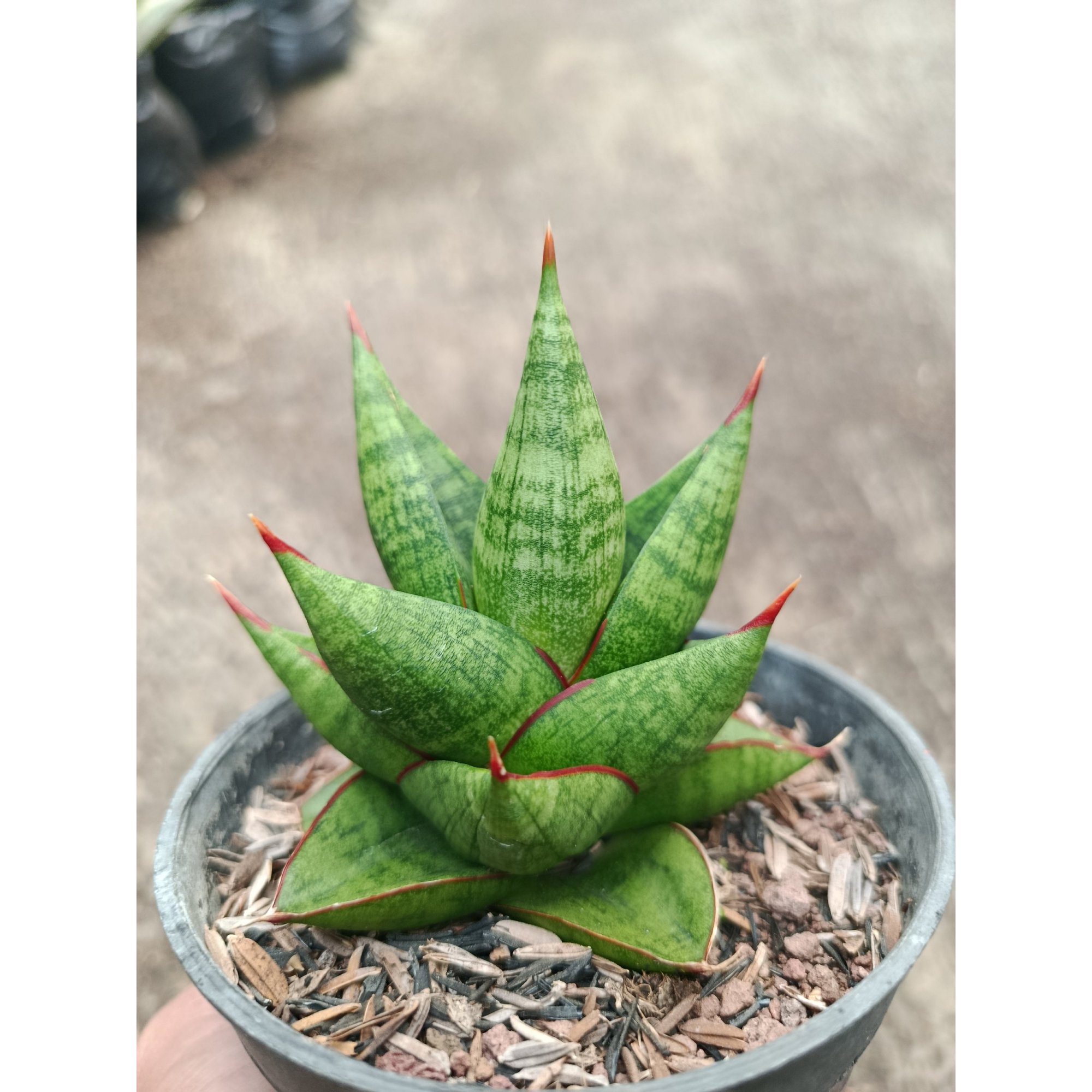 2315. Sanseveria Hybrid Juleha