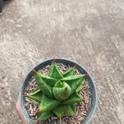 Alternative view of 2315. Sanseveria Hybrid Juleha