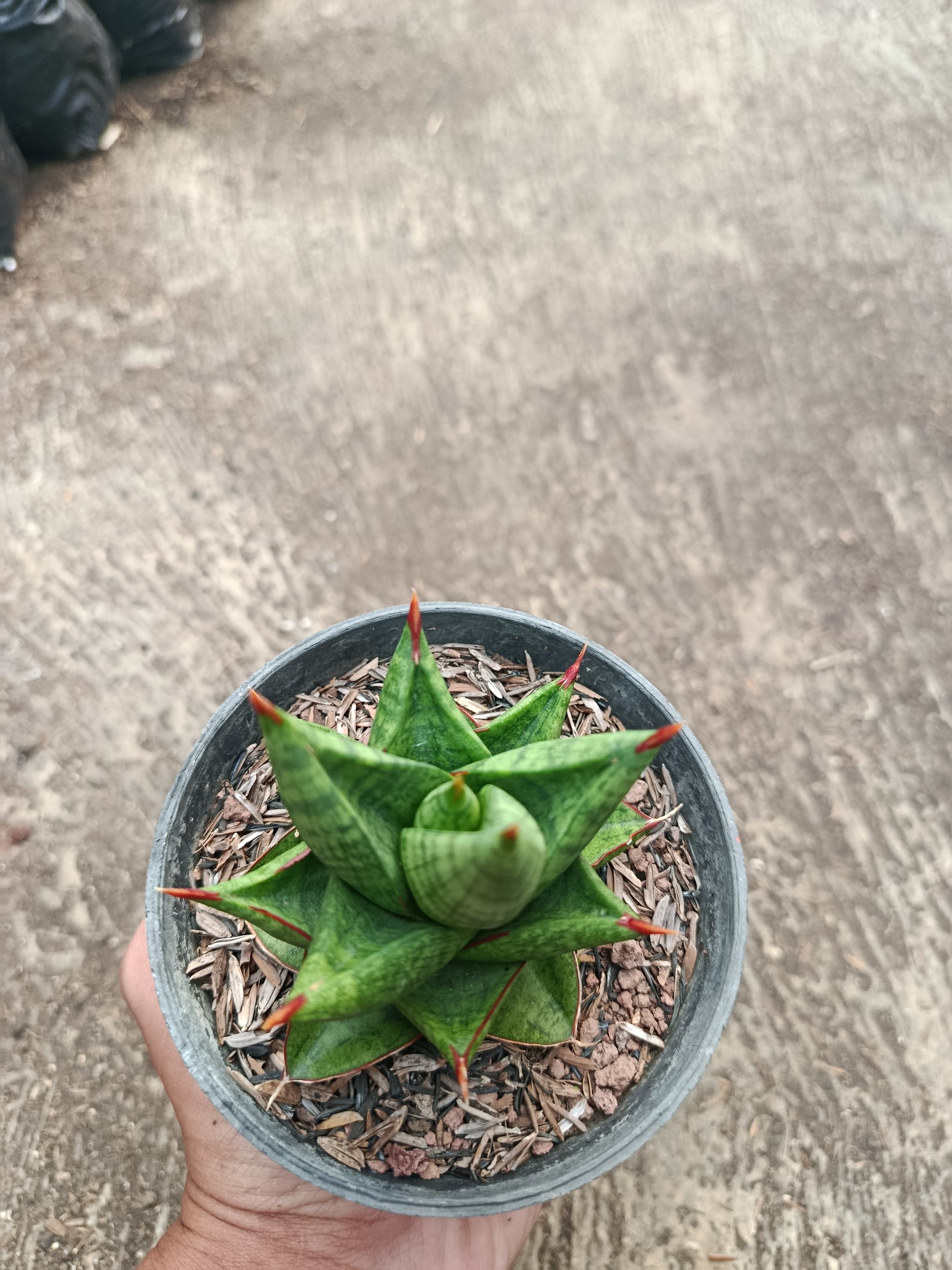 2315. Sanseveria Hybrid Juleha - Image 2