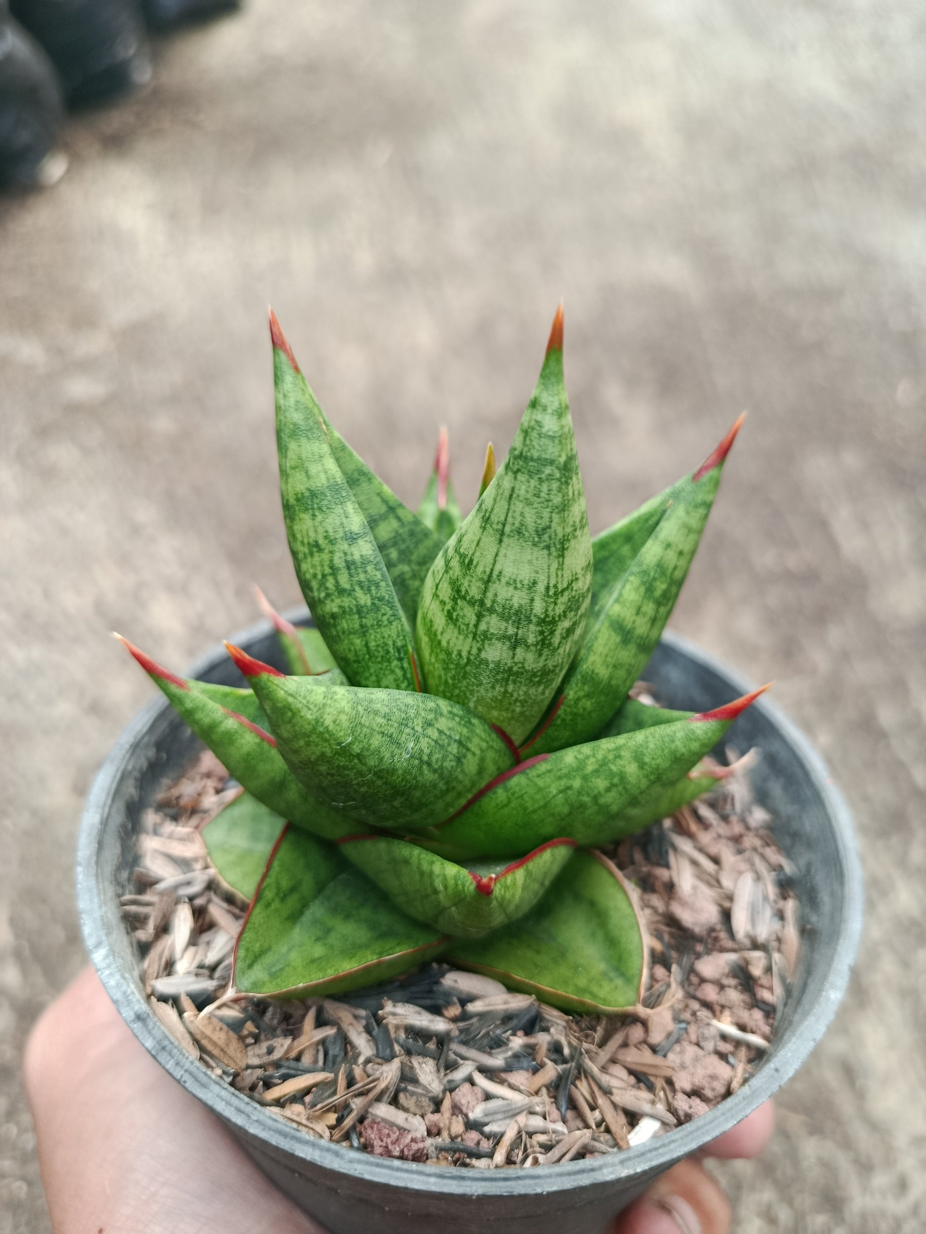 2315. Sanseveria Hybrid Juleha - Image 3