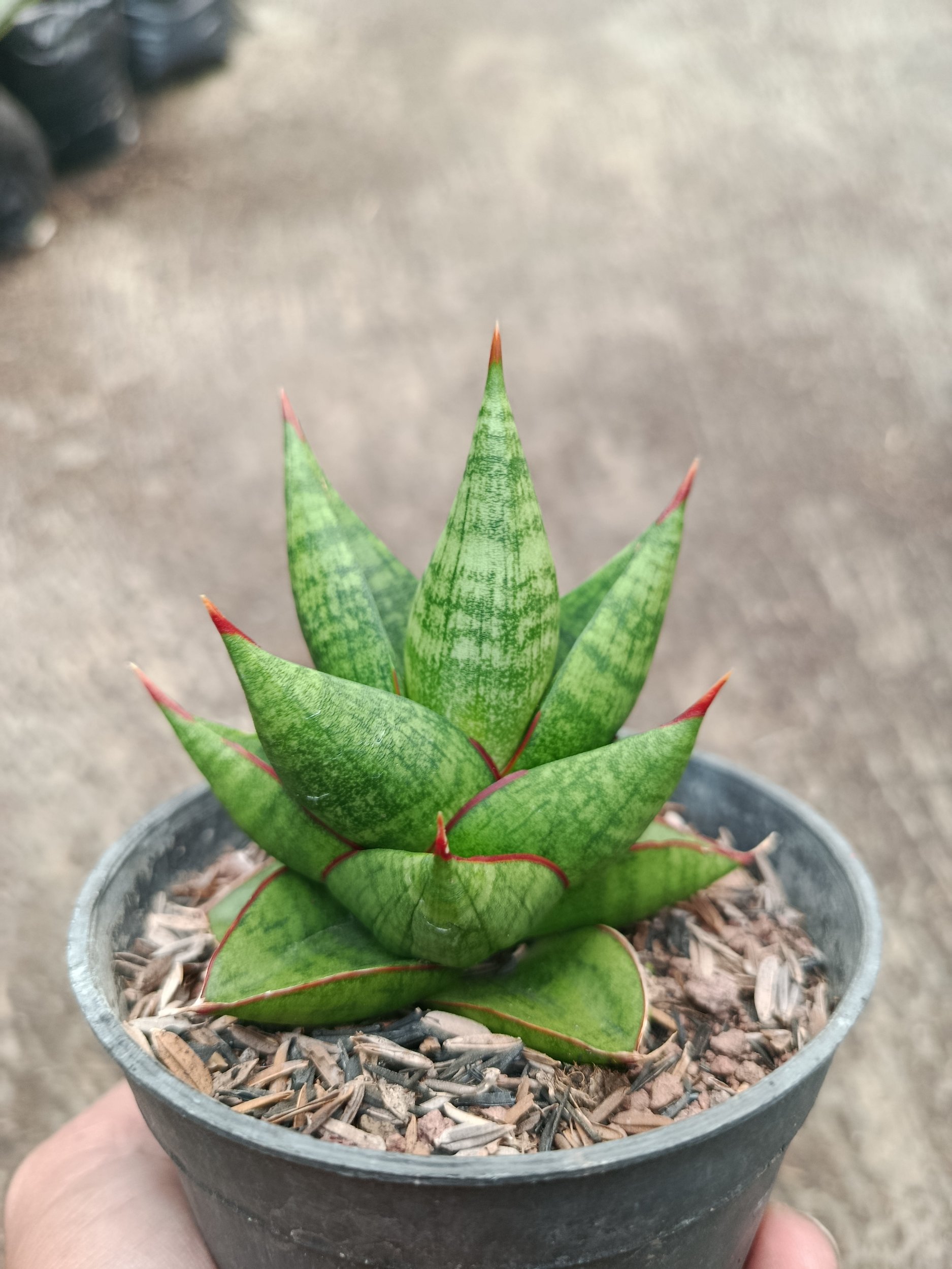 2315. Sanseveria Hybrid Juleha - Image 4