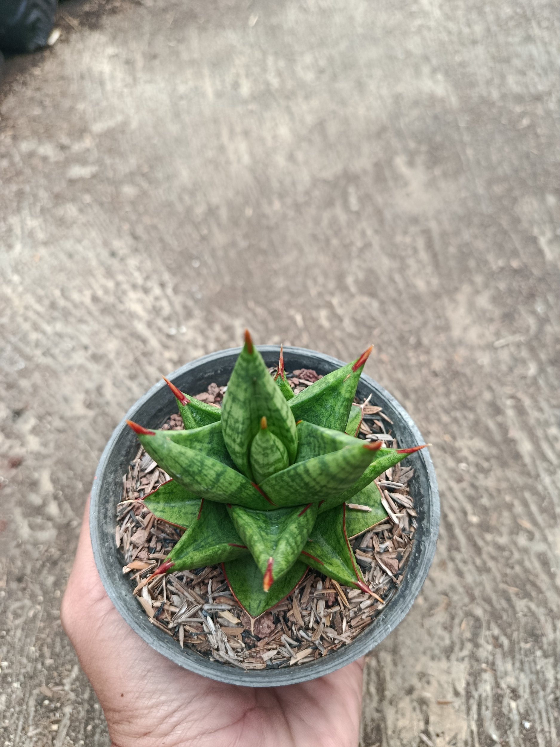 2315. Sanseveria Hybrid Juleha - Image 5
