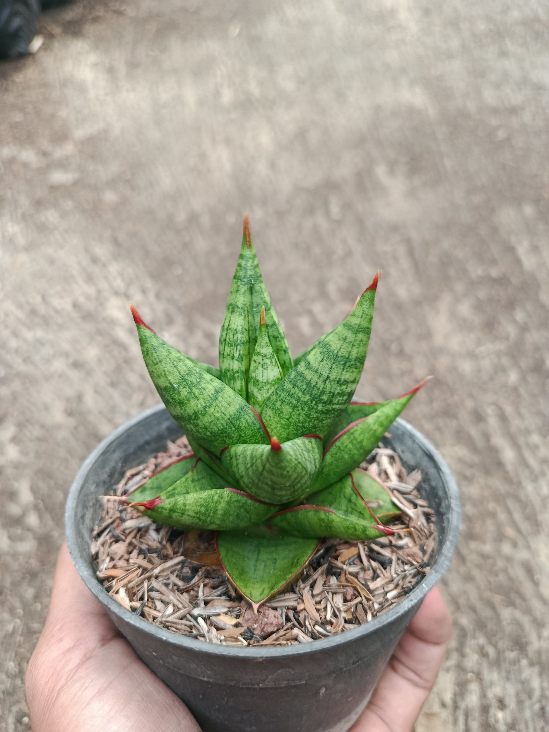 2315. Sanseveria Hybrid Juleha - Image 6