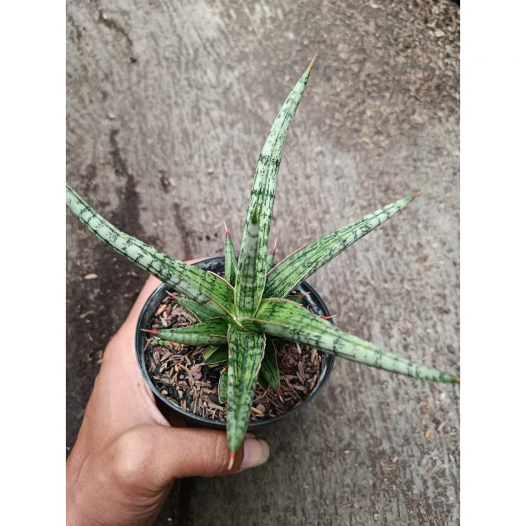 2329. Sanseveria Hybrid Mandalika