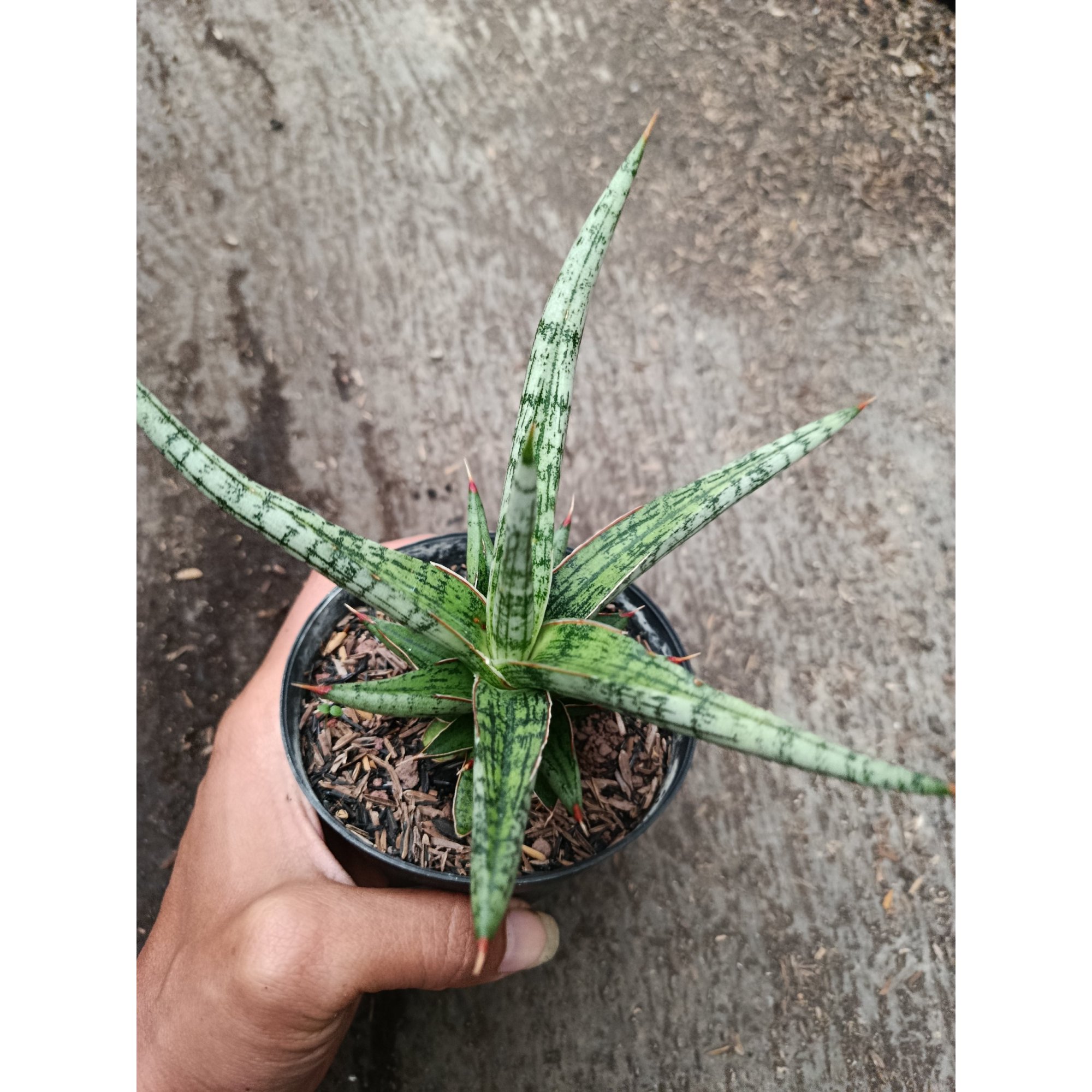 2329. Sanseveria Hybrid Mandalika