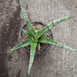 Alternative view of 2329. Sanseveria Hybrid Mandalika