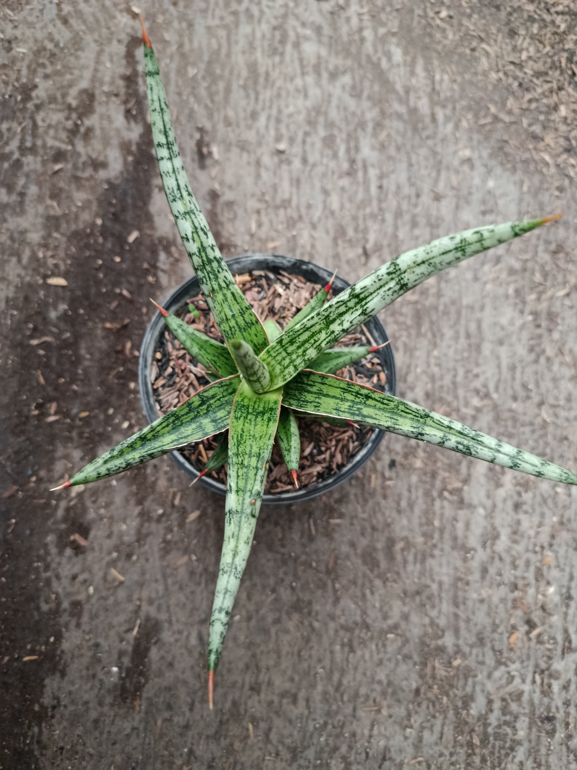 2329. Sanseveria Hybrid Mandalika - Image 2