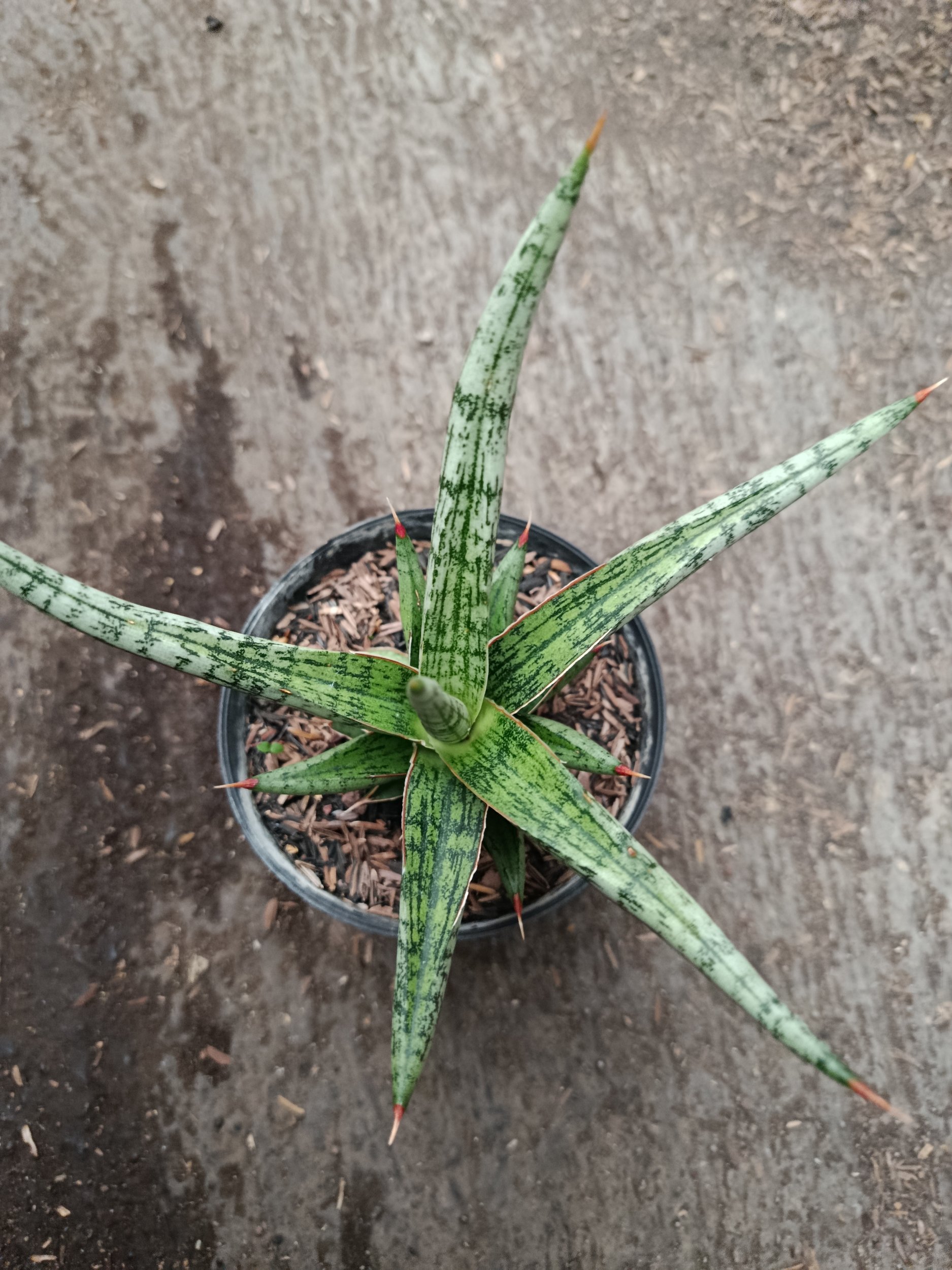 2329. Sanseveria Hybrid Mandalika - Image 3