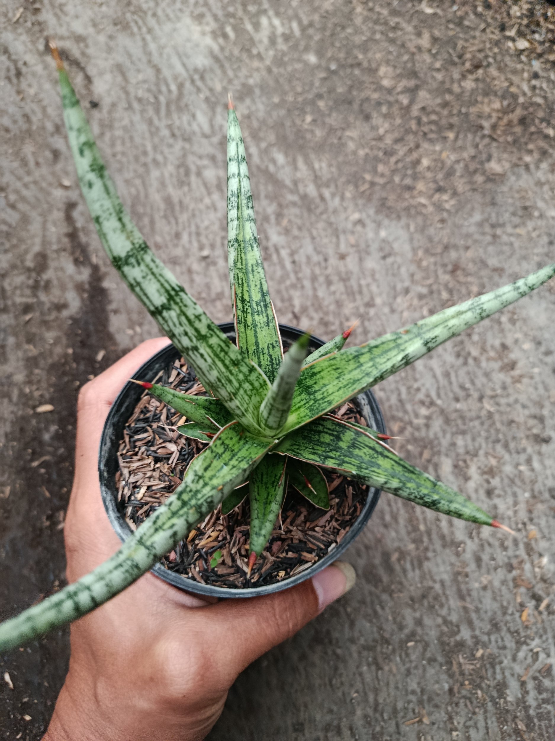 2329. Sanseveria Hybrid Mandalika - Image 4