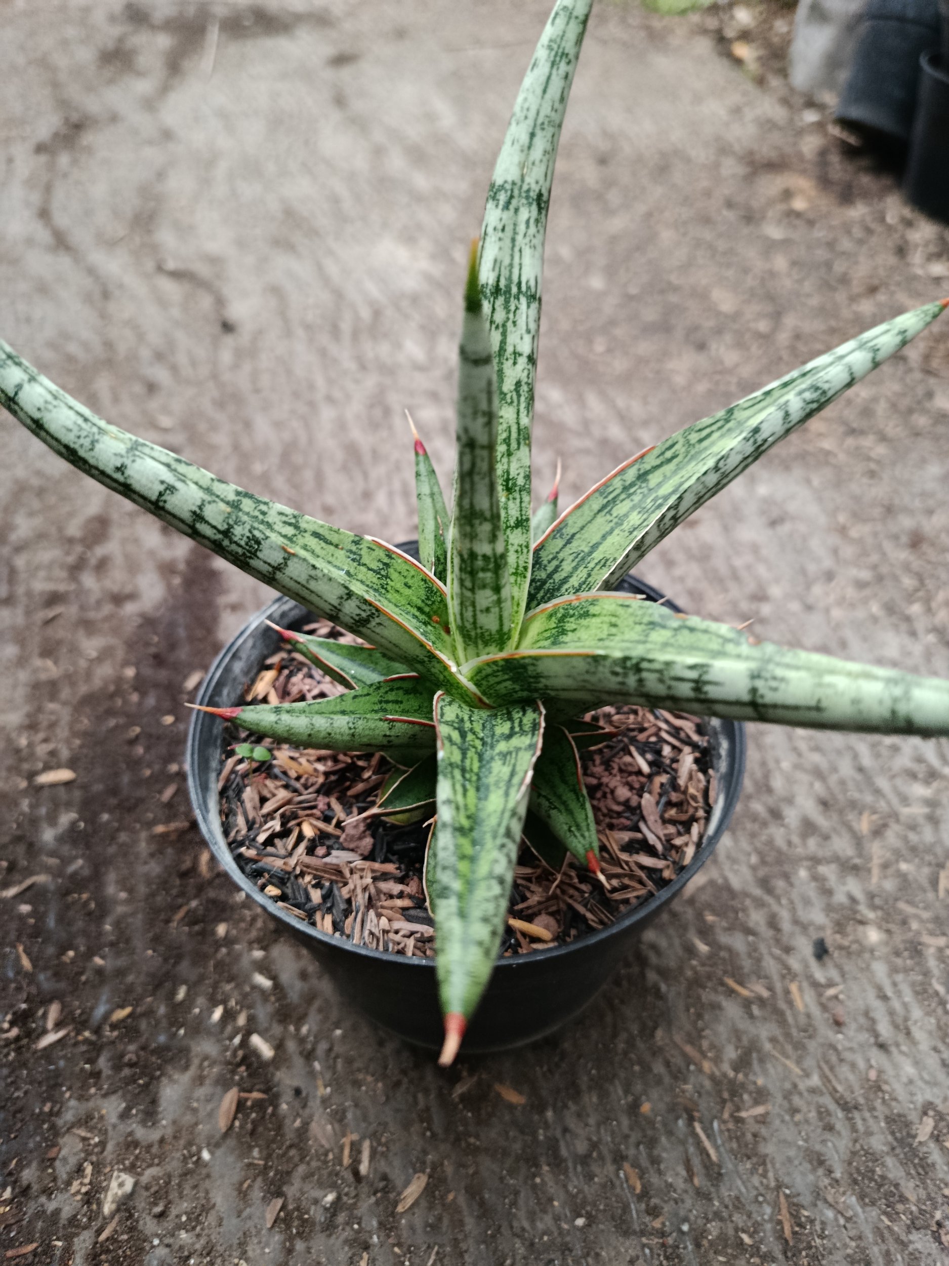 2329. Sanseveria Hybrid Mandalika - Image 5