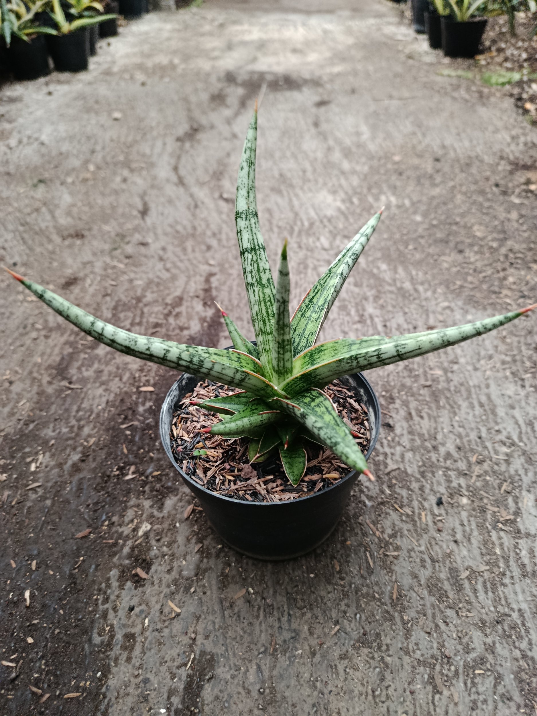 2329. Sanseveria Hybrid Mandalika - Image 6