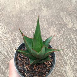 Alternative view of 2313. Sanseveria Hybrid Marlena
