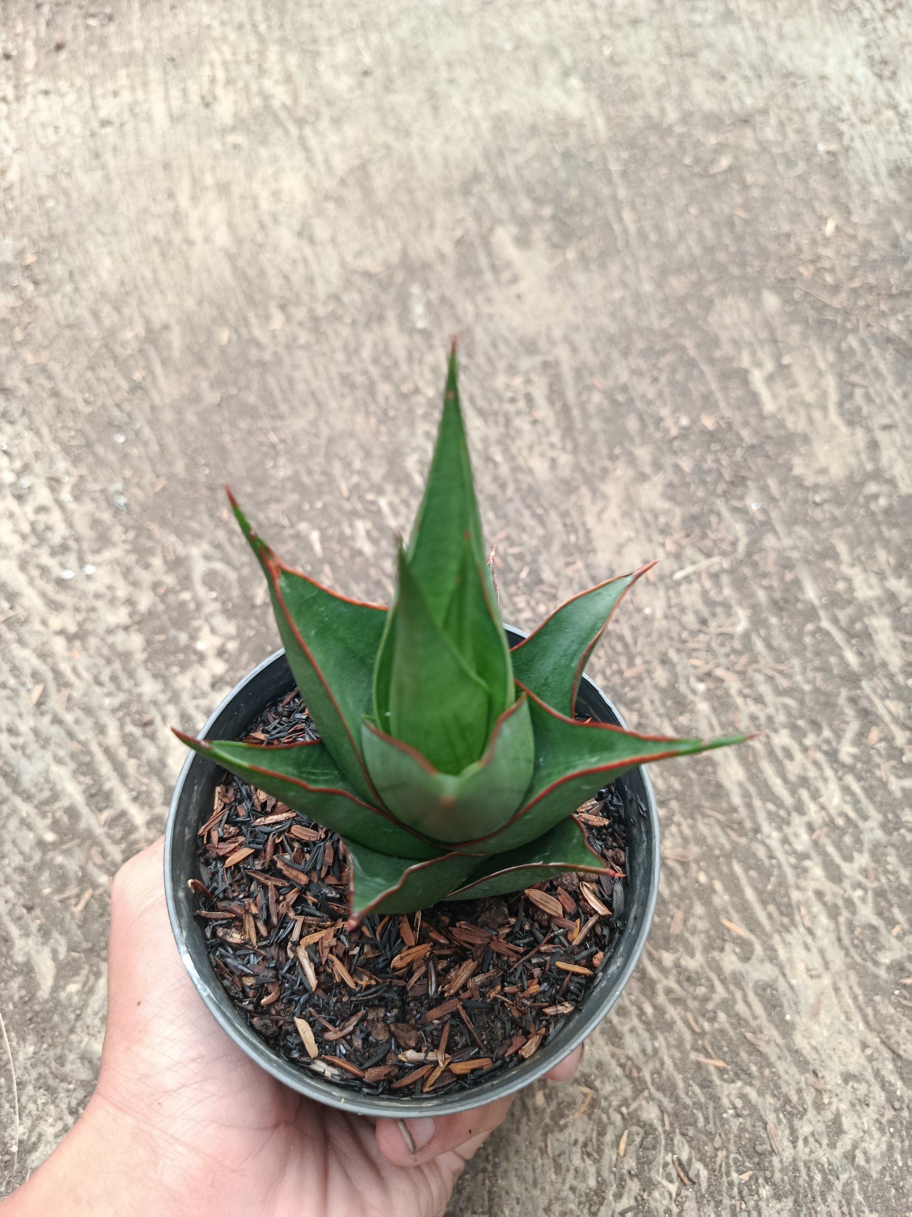 2313. Sanseveria Hybrid Marlena - Image 2