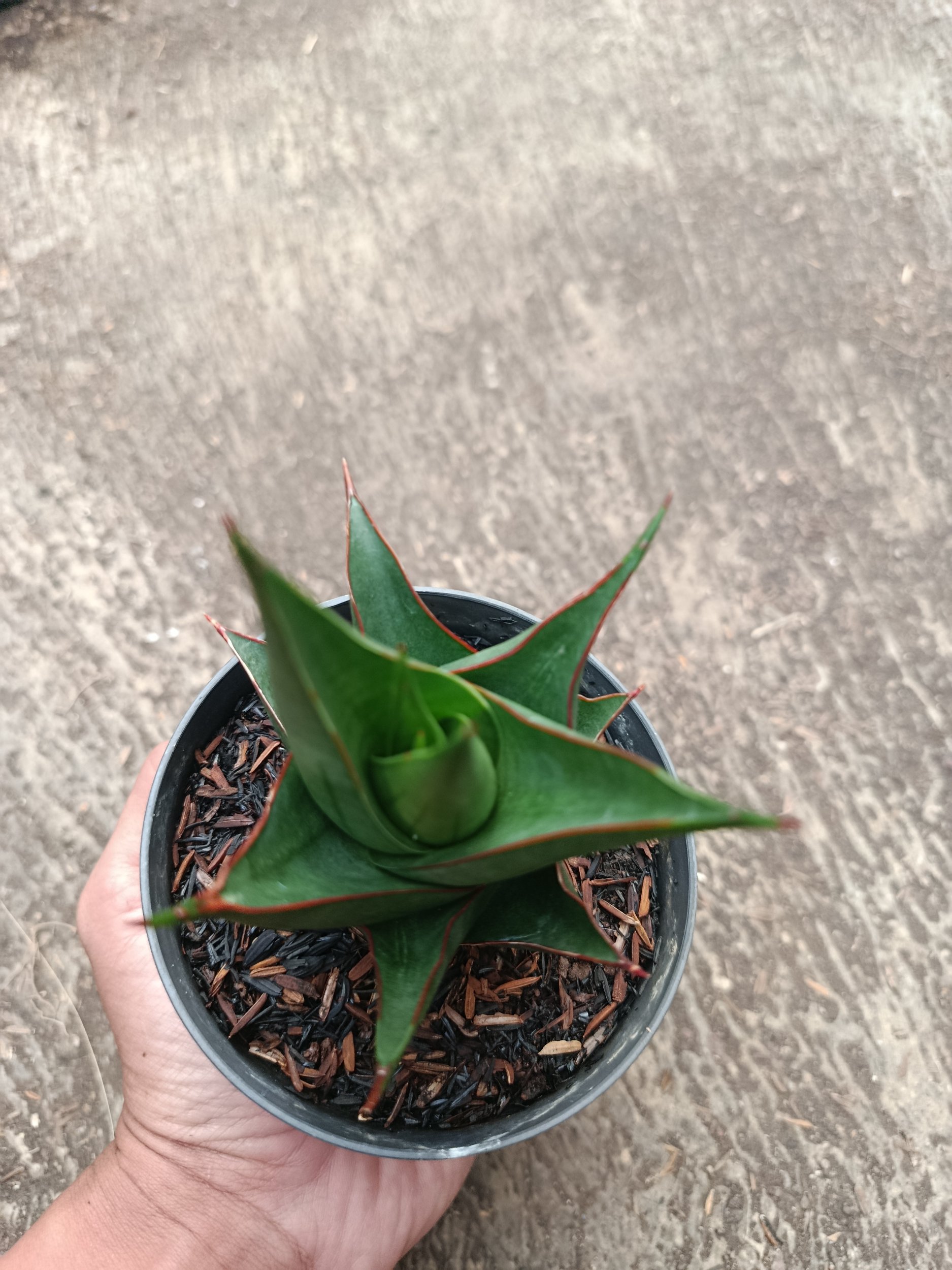 2313. Sanseveria Hybrid Marlena - Image 3