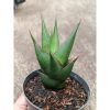 2313. Sanseveria Hybrid Marlena