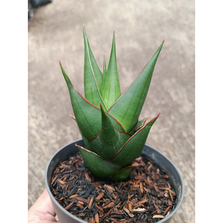 2313. Sanseveria Hybrid Marlena