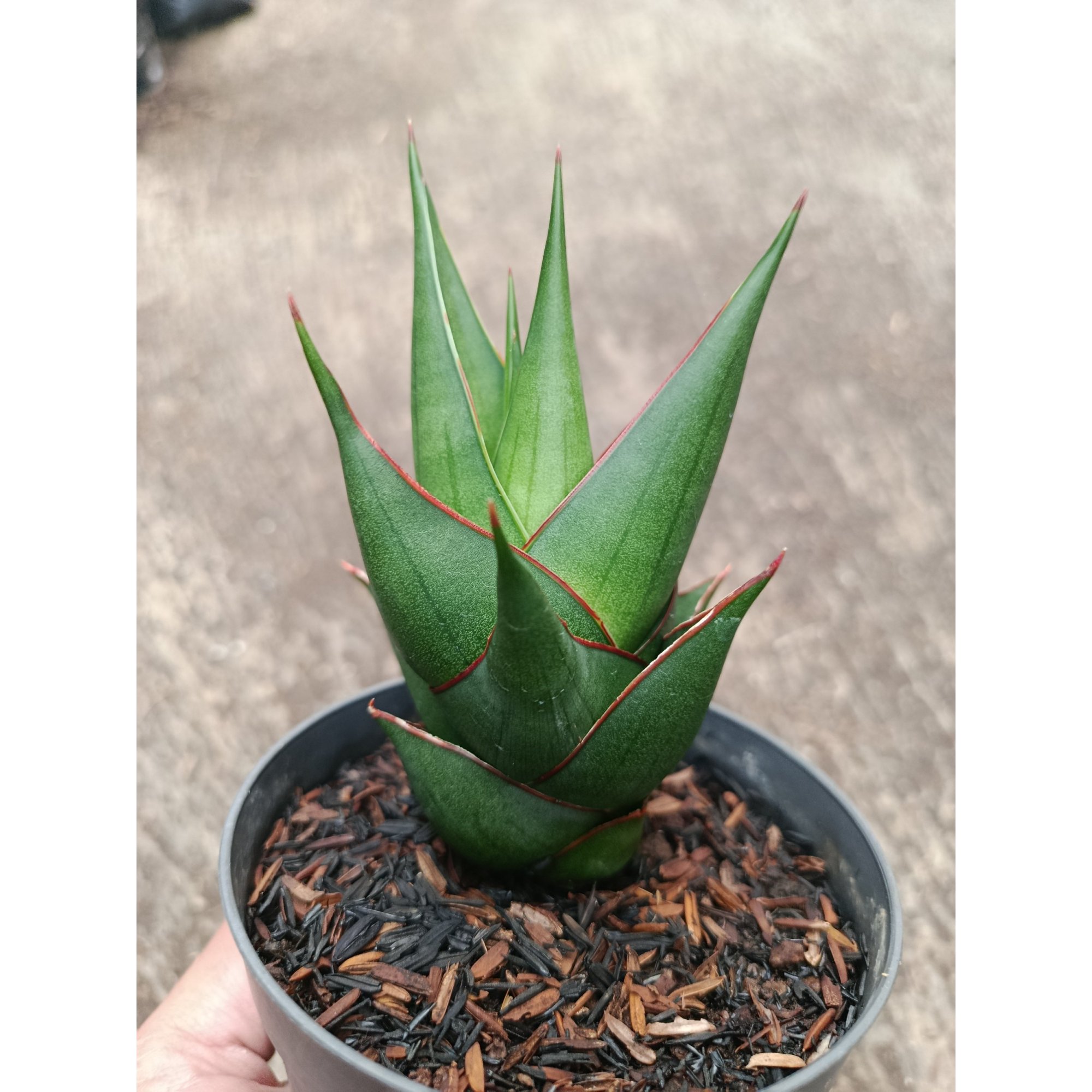 2313. Sanseveria Hybrid Marlena