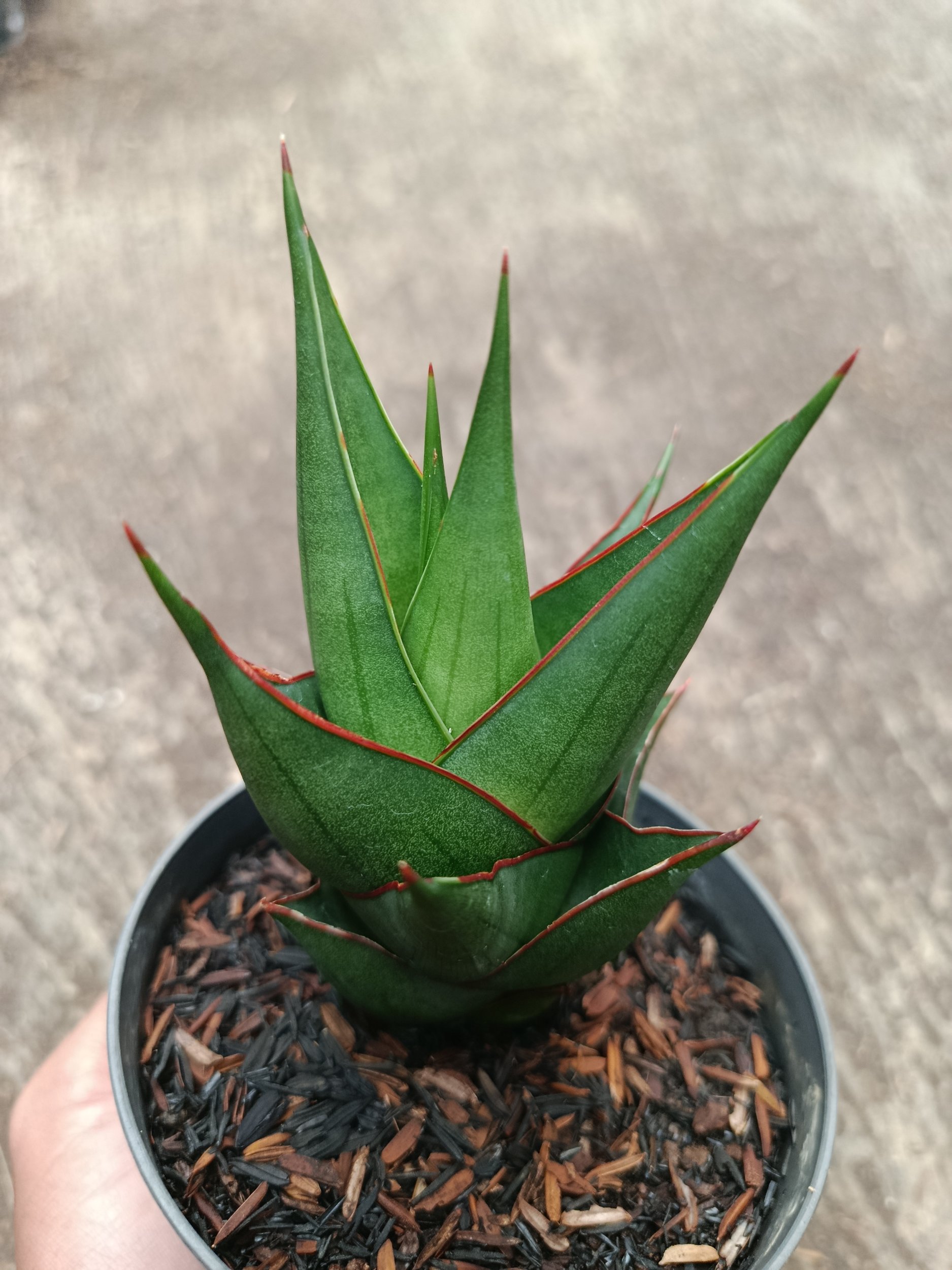 2313. Sanseveria Hybrid Marlena - Image 4
