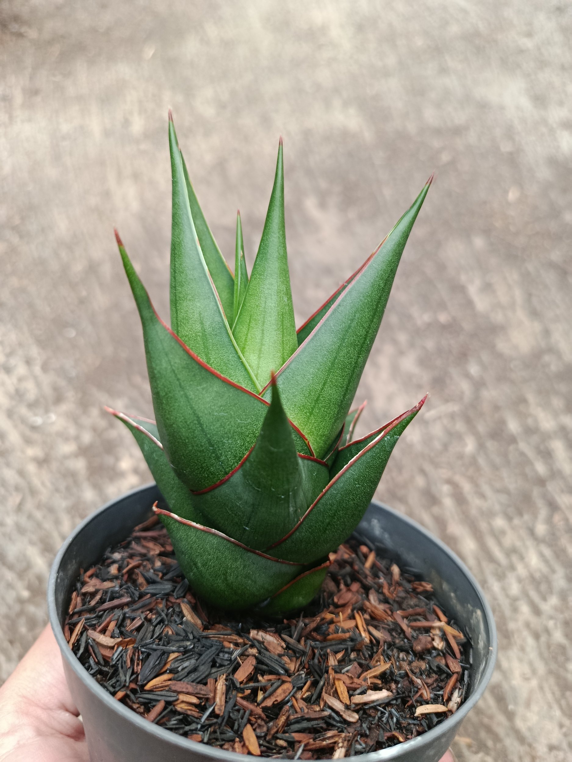 2313. Sanseveria Hybrid Marlena - Image 5