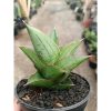 2316. Sanseveria Hybrid Maryam