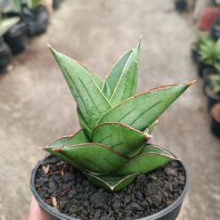 Alternative view of 2316. Sanseveria Hybrid Maryam