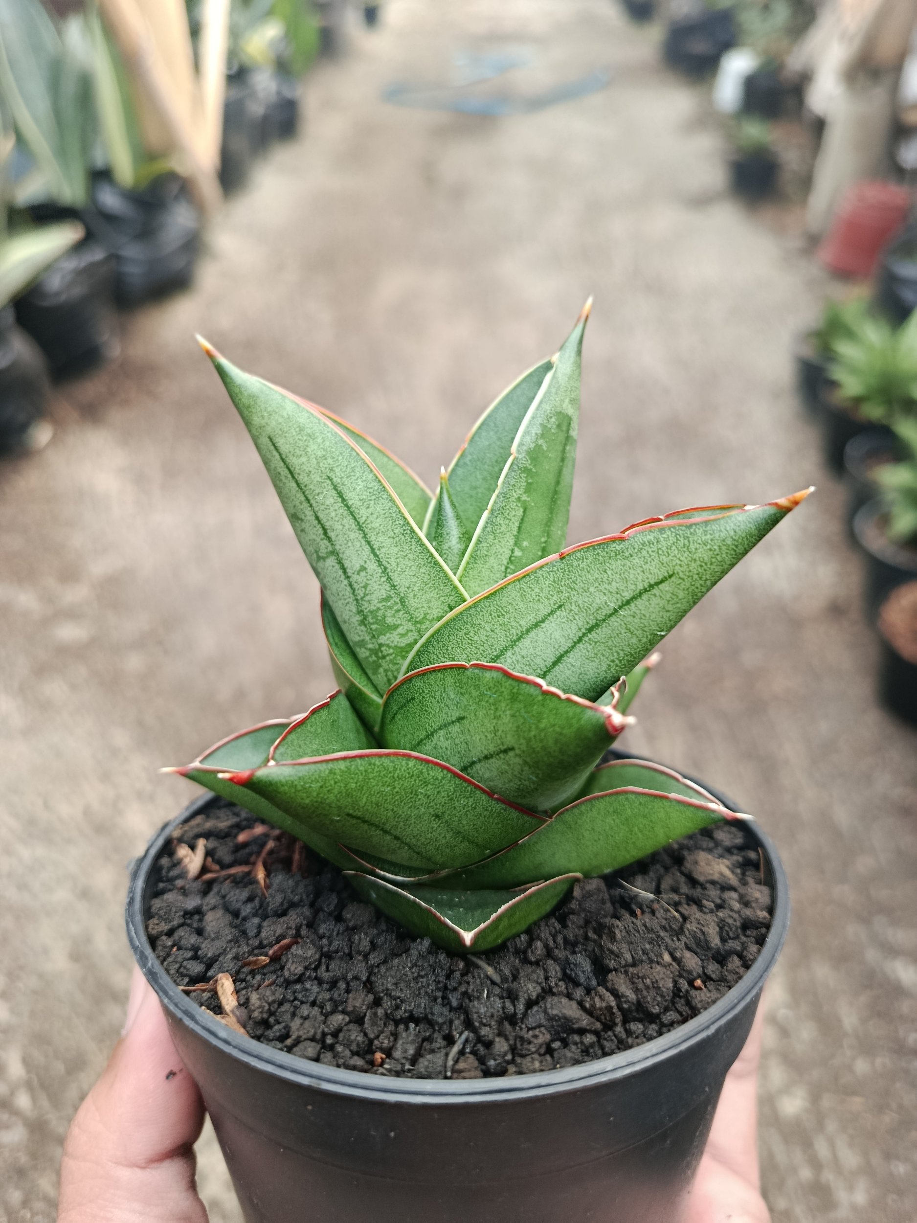 2316. Sanseveria Hybrid Maryam - Image 2
