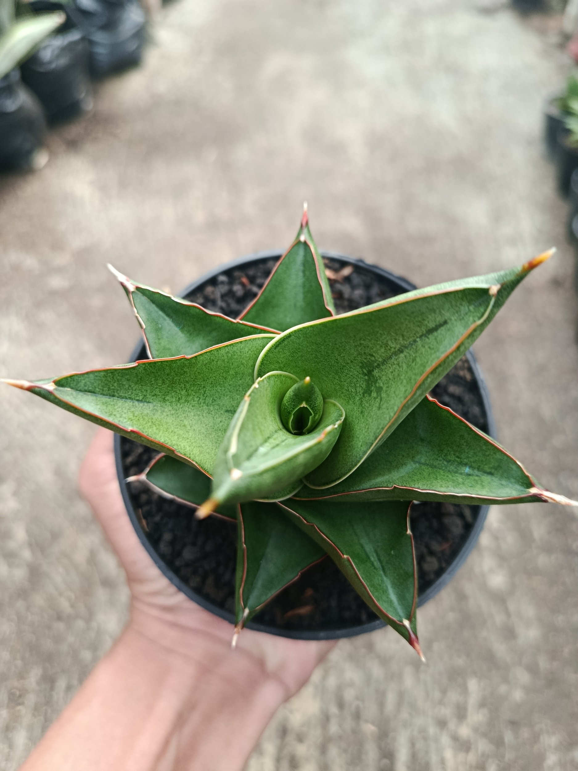 2316. Sanseveria Hybrid Maryam - Image 3