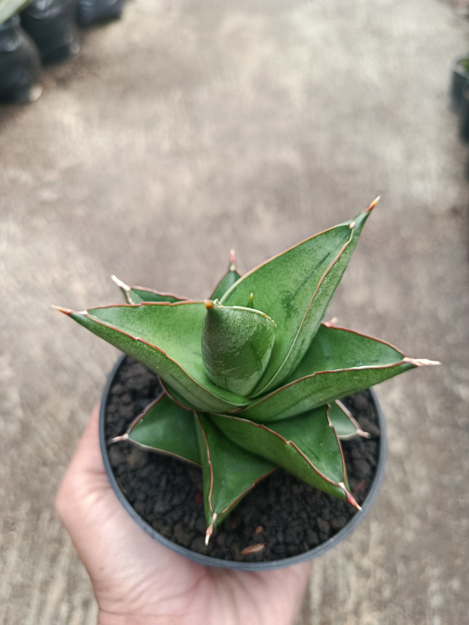 2316. Sanseveria Hybrid Maryam - Image 4