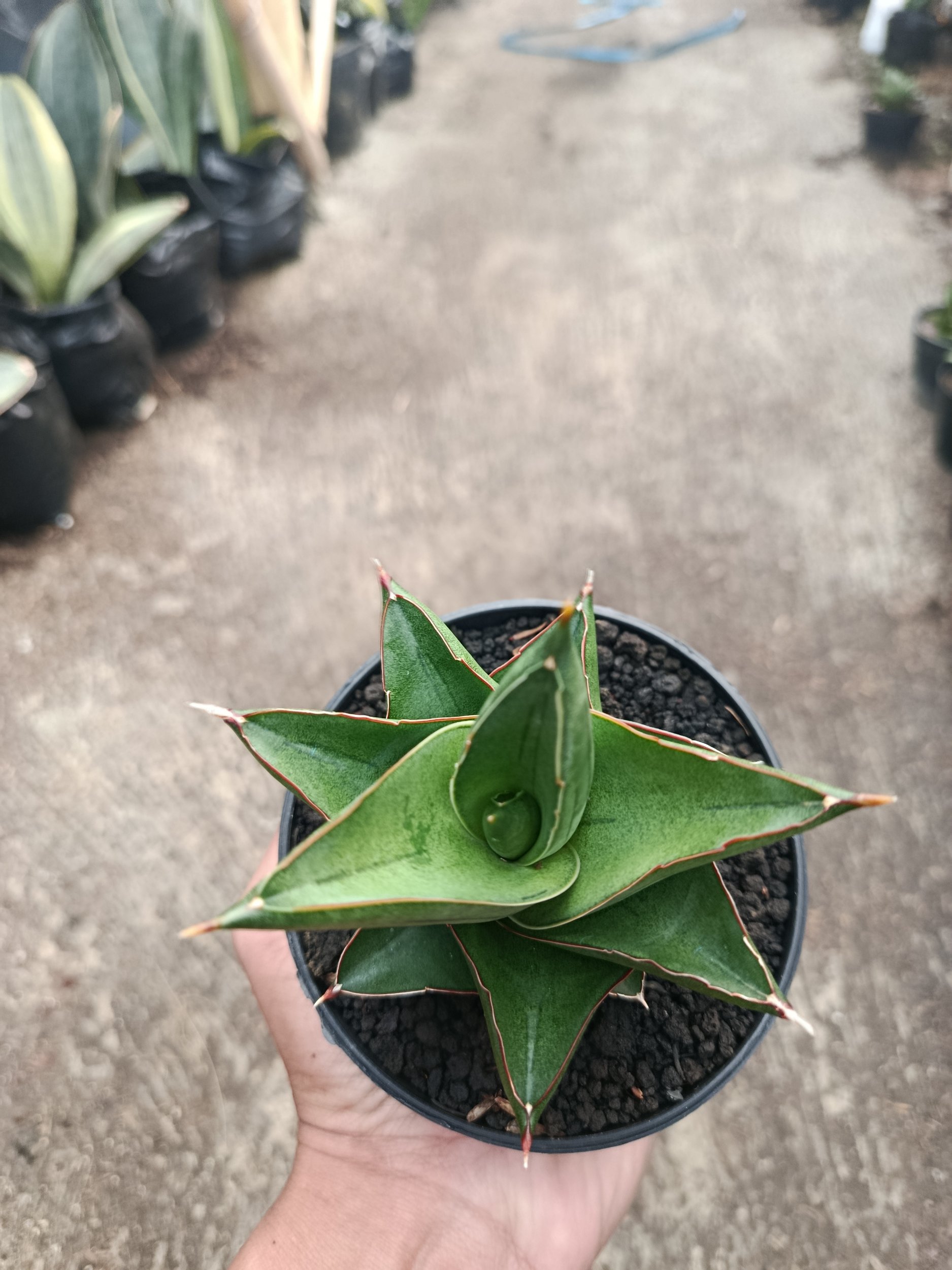 2316. Sanseveria Hybrid Maryam - Image 5