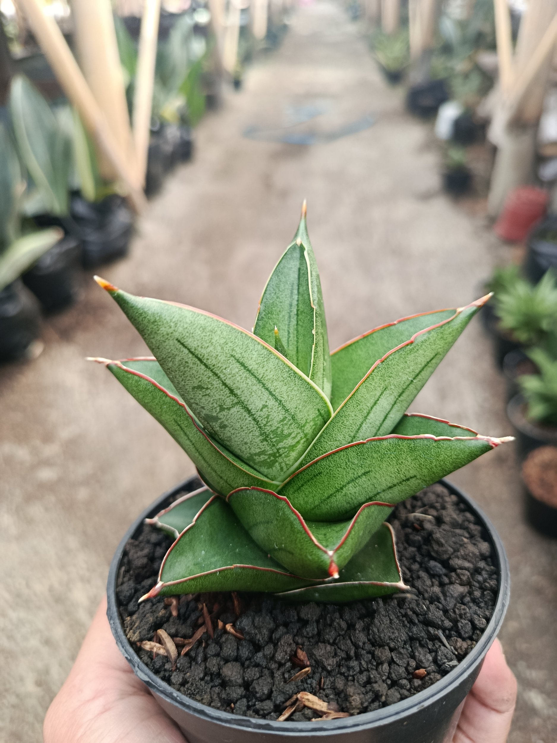 2316. Sanseveria Hybrid Maryam - Image 6