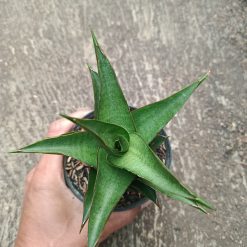 Alternative view of 2318. Sanseveria Hybrid Maya
