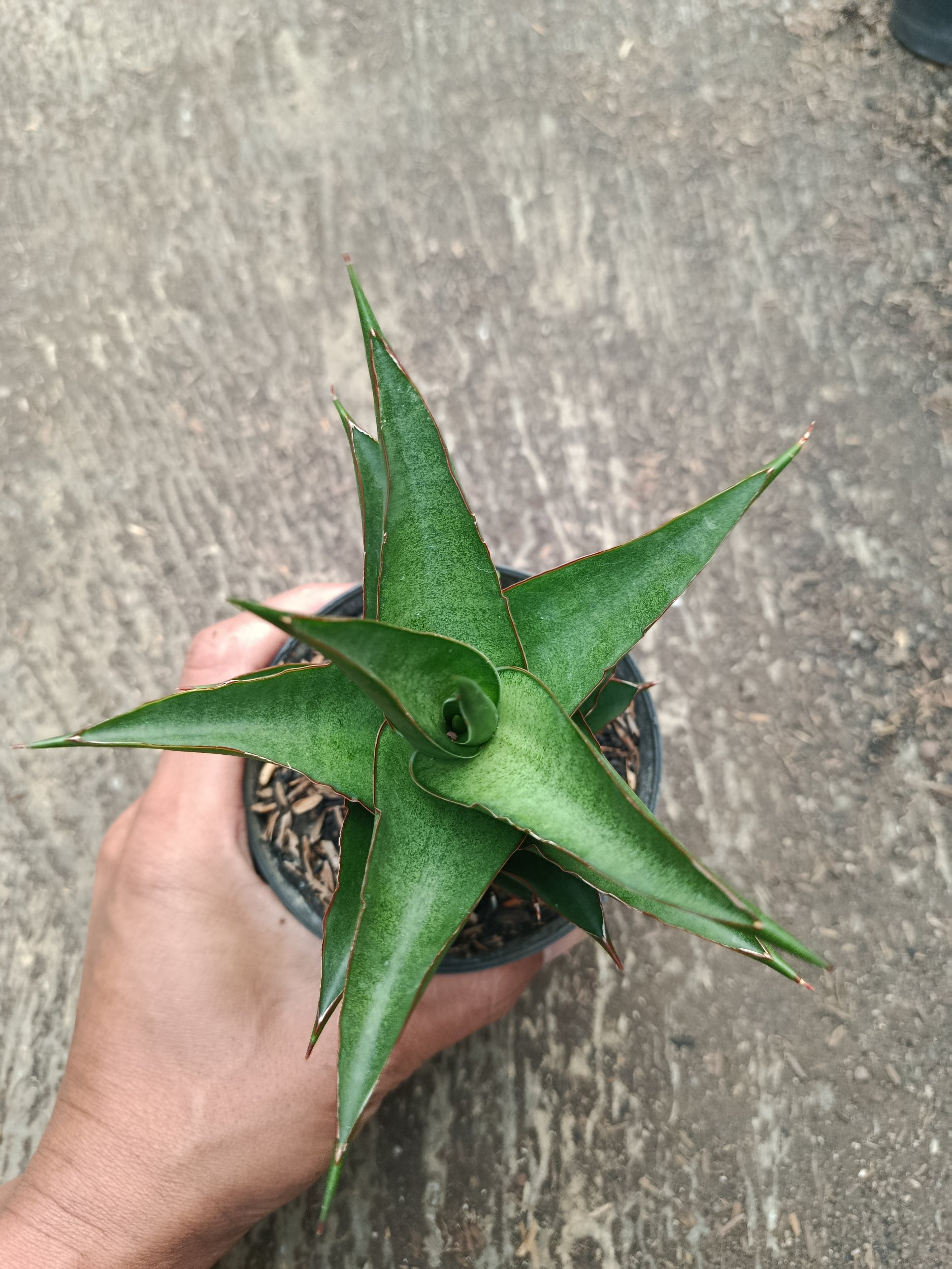 2318. Sanseveria Hybrid Maya - Image 2