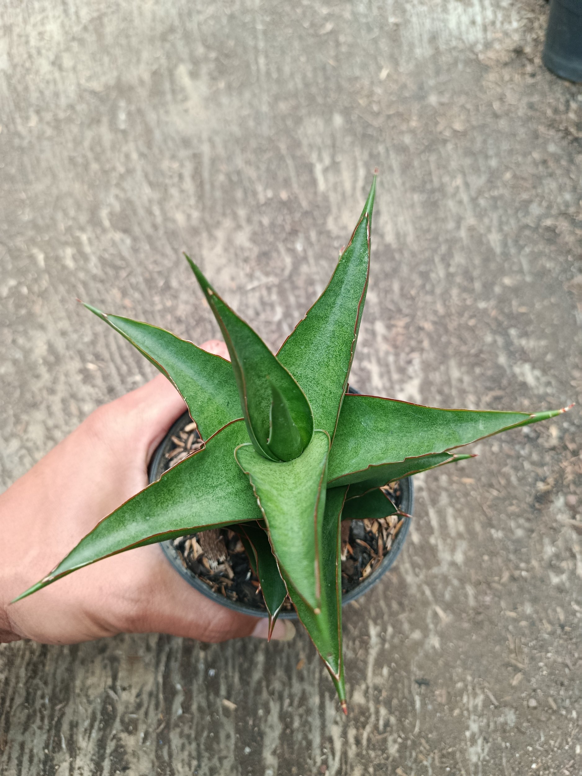 2318. Sanseveria Hybrid Maya - Image 3