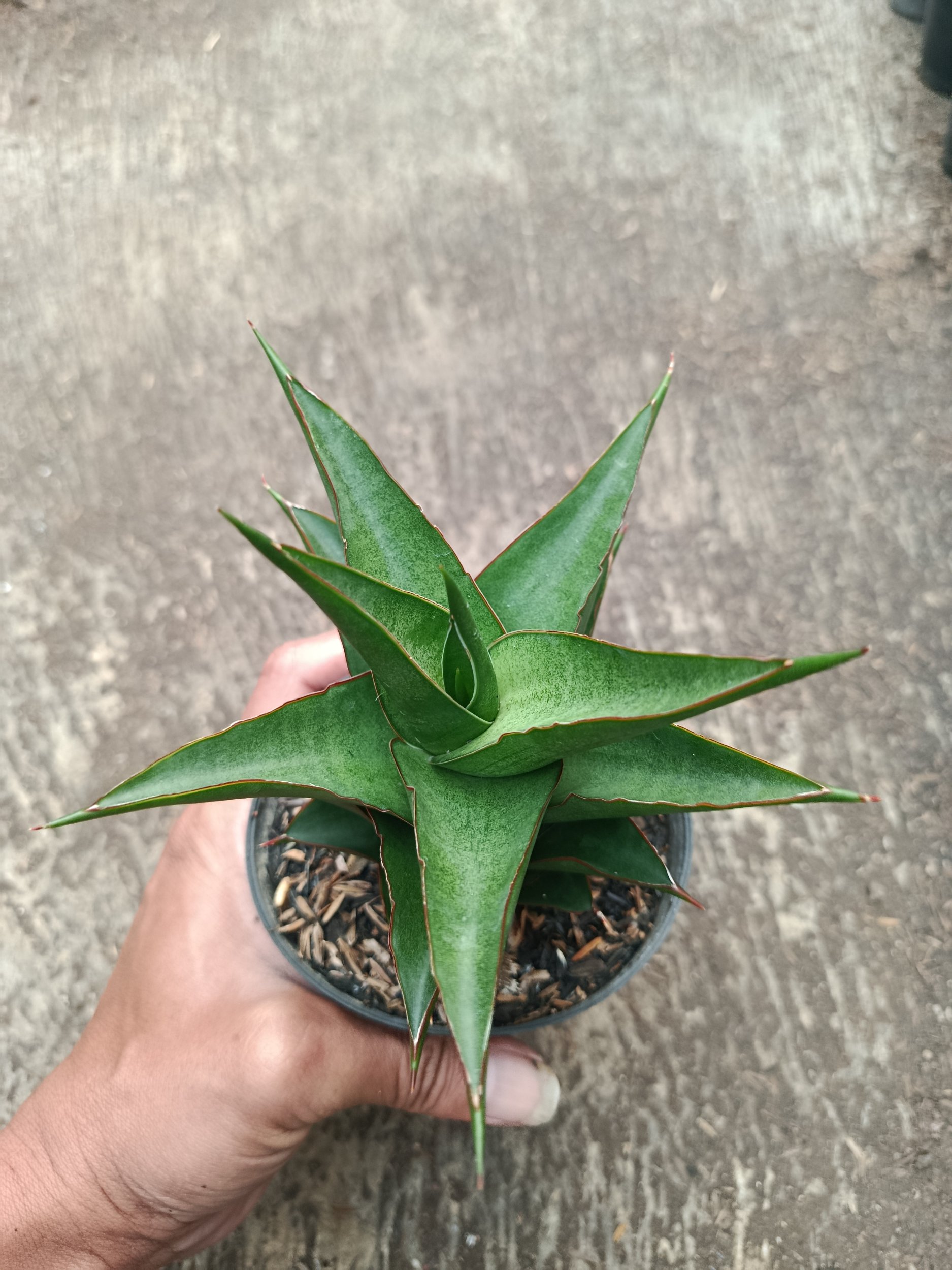 2318. Sanseveria Hybrid Maya - Image 4