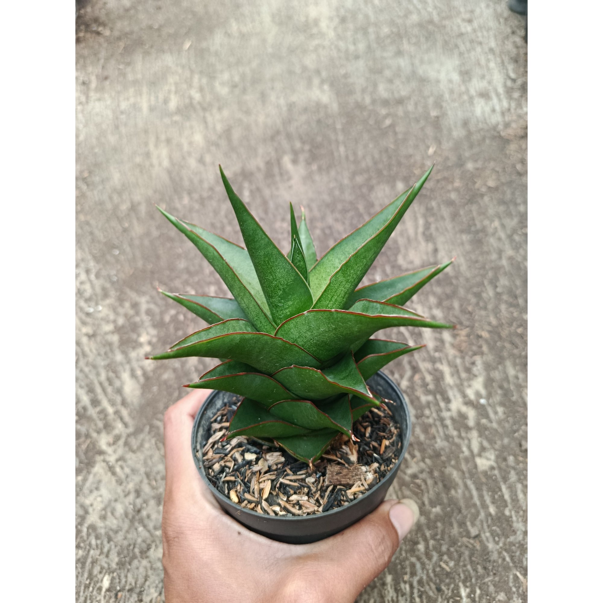 2318. Sanseveria Hybrid Maya