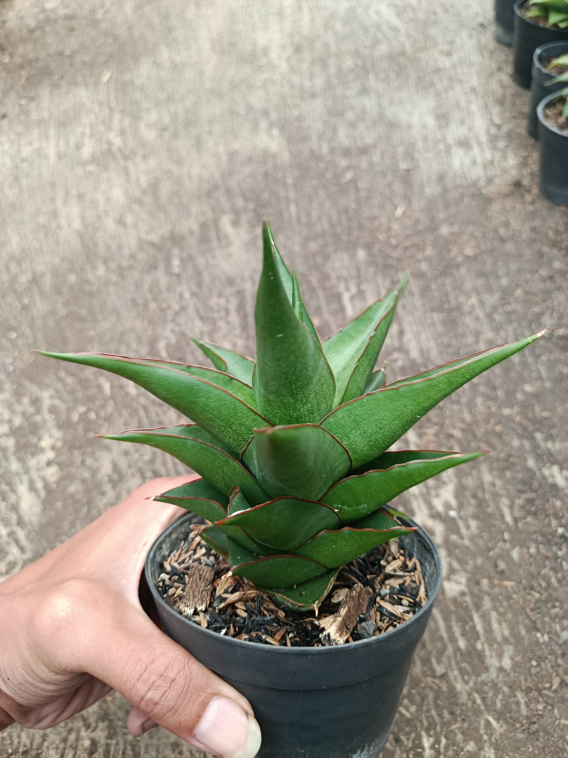 2318. Sanseveria Hybrid Maya - Image 5