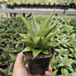 Alternative view of 1768. Sansevieria Milano Hybrid