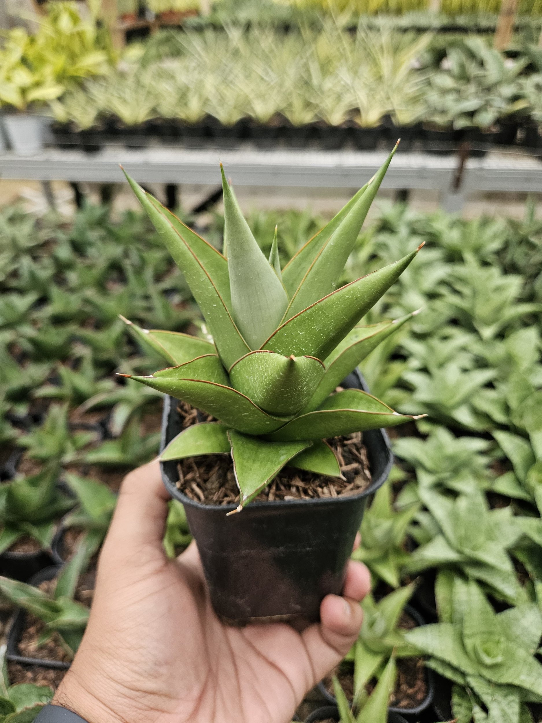 1768. Sansevieria Milano Hybrid - Image 2